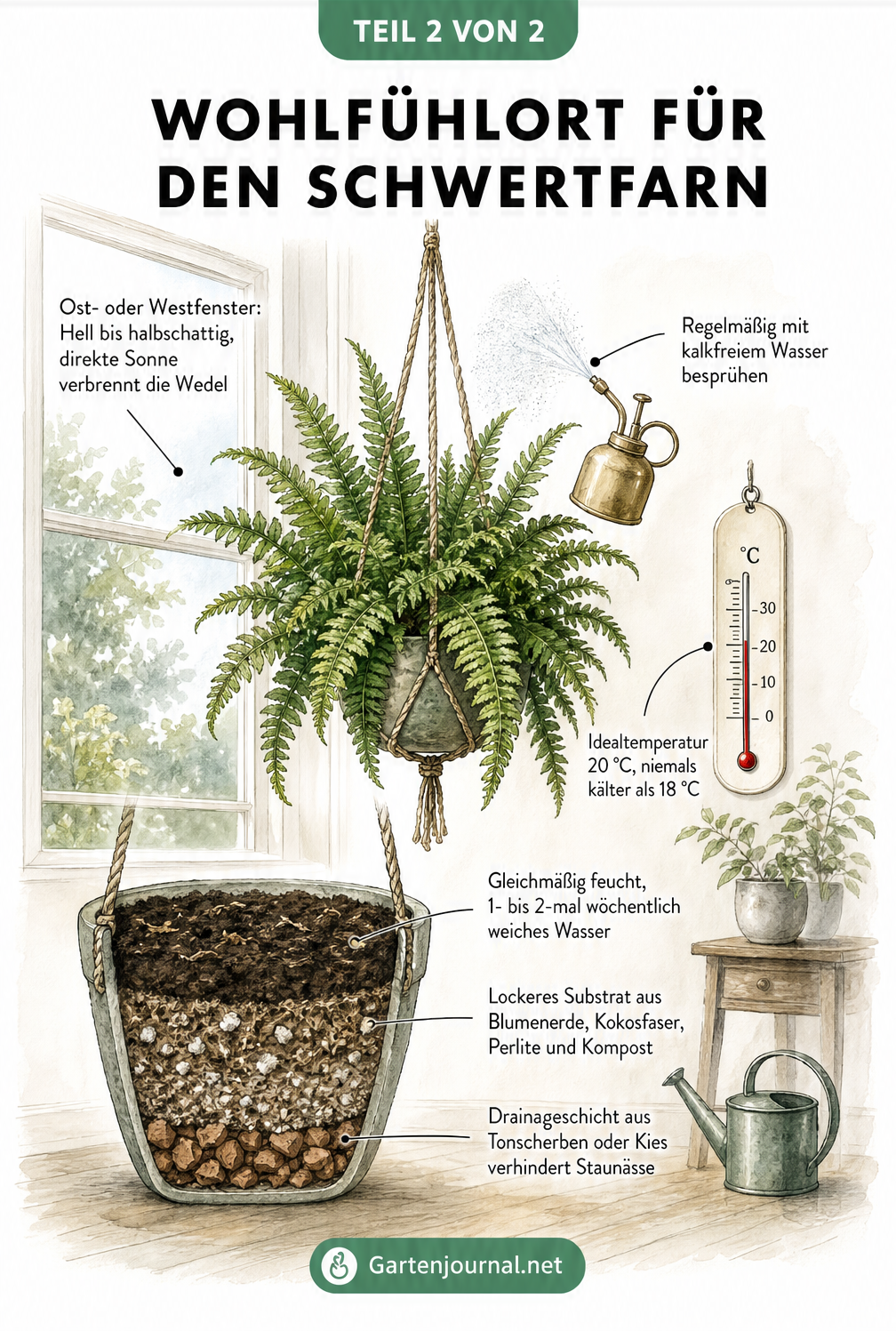 Illustration eines hängenden Schwertfarns am Fenster mit Pflegehinweisen zu Licht, Temperatur und Gießen