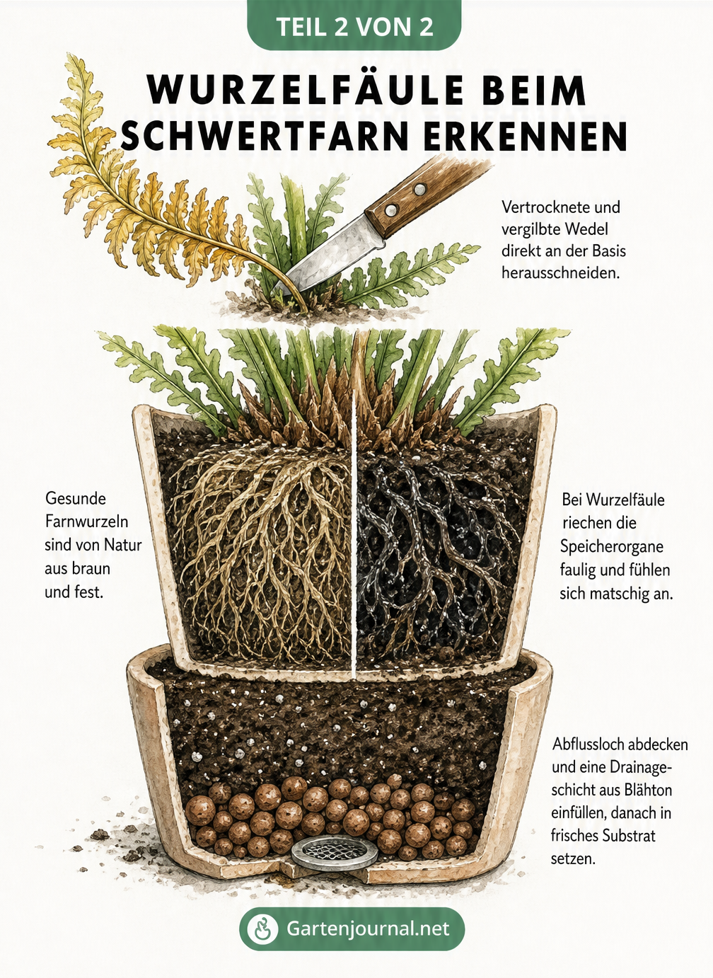 Schnittzeichnung eines Blumentopfs mit Schwertfarn, die gesunde und von Wurzelfäule befallene Wurzeln sowie die richtige Drainage zeigt