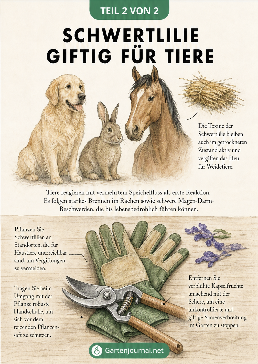 Illustration von Hund, Kaninchen und Pferd neben Gartenschere und Handschuhen zur sicheren Handhabung von Schwertlilien