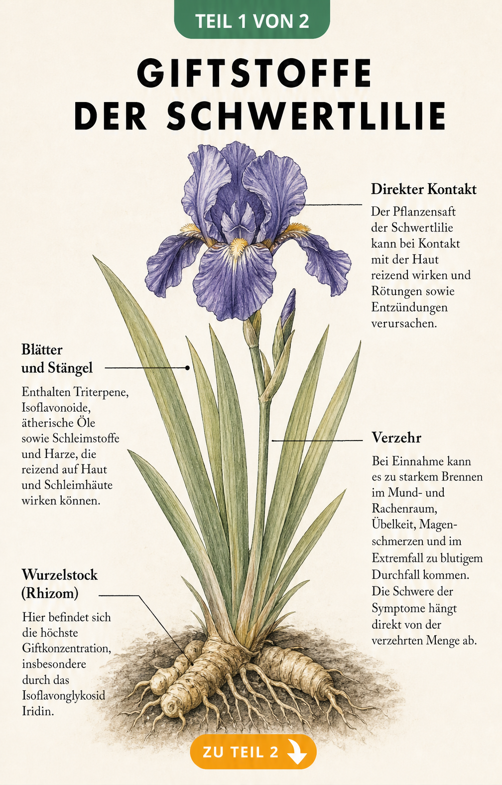 Botanische Illustration einer Schwertlilie mit Markierungen der giftigen Pflanzenteile und Symptome beim Menschen
