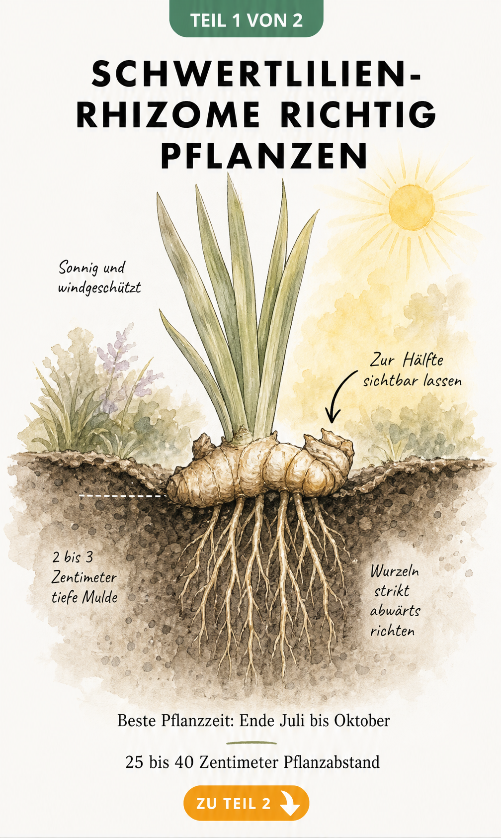 Illustration einer gepflanzten Schwertlilie im Querschnitt, bei der die obere Hälfte des Rhizoms frei in der Sonne liegt und die Wurzeln nach unten zeigen.