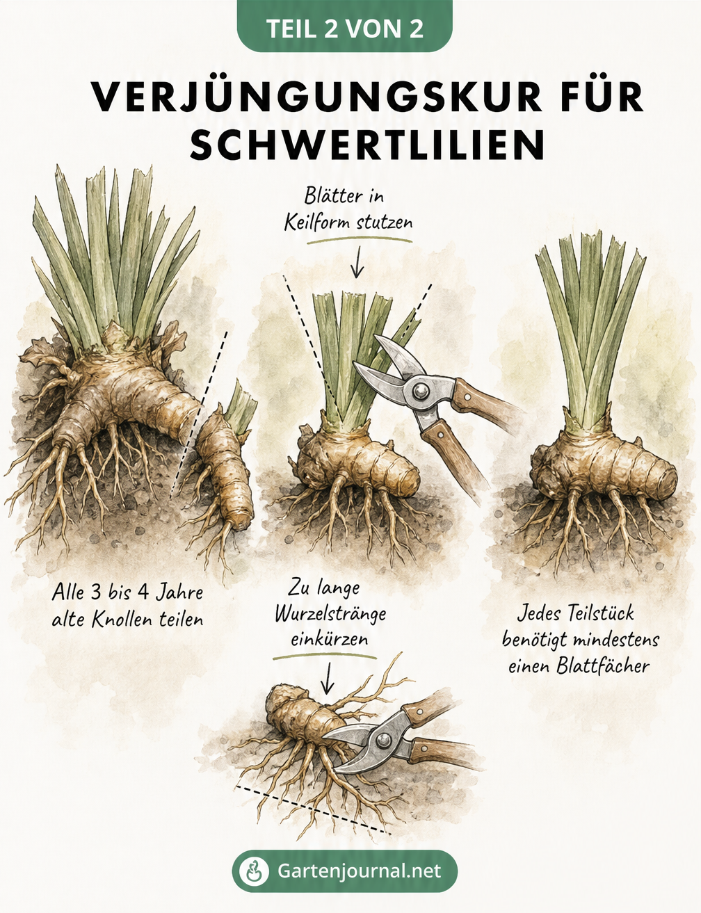 Illustration der Teilung einer Schwertlilie in drei Schritten: Altes Rhizom abtrennen, Blätter keilförmig stutzen und Wurzeln einkürzen.