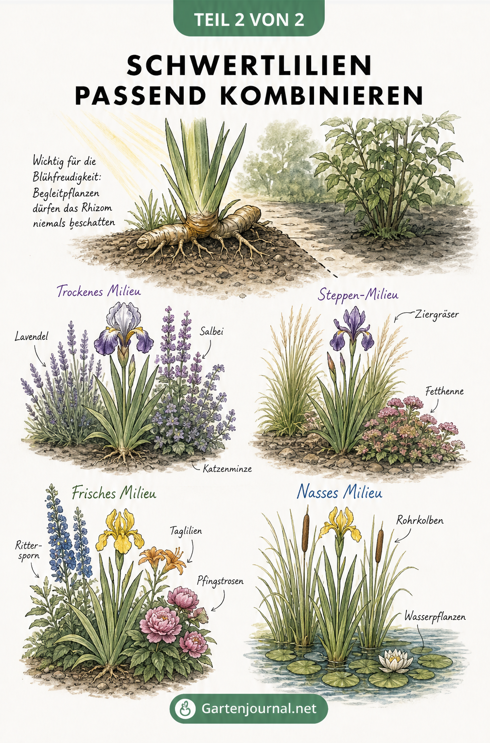 Zeichnung von Schwertlilien-Rhizomen in der Sonne und vier Vignetten mit passenden Begleitpflanzen für verschiedene Iris-Arten