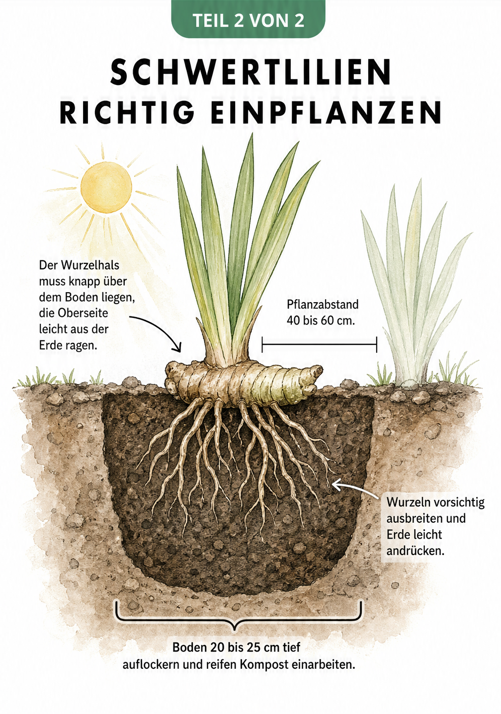 Querschnitt eines Beets, der die richtige Pflanztiefe eines Schwertlilien-Rhizoms knapp über der Erdoberfläche zeigt