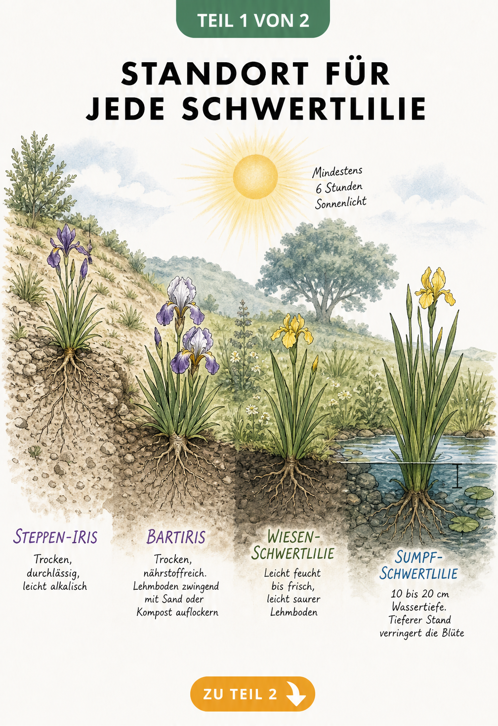 Querschnitt einer Gartenlandschaft mit vier Schwertlilien-Arten und ihren idealen Bodenbedingungen von trocken bis nass
