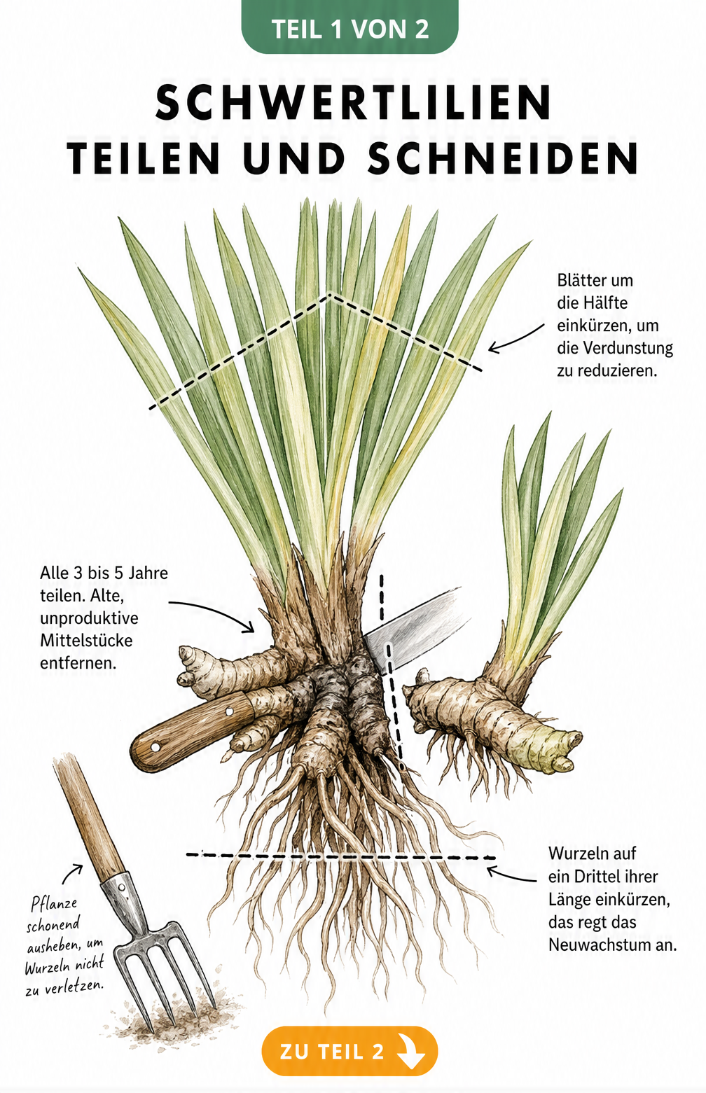 Botanische Illustration eines Schwertlilien-Rhizoms mit Schnittlinien zum Teilen und Einkürzen von Blättern und Wurzeln
