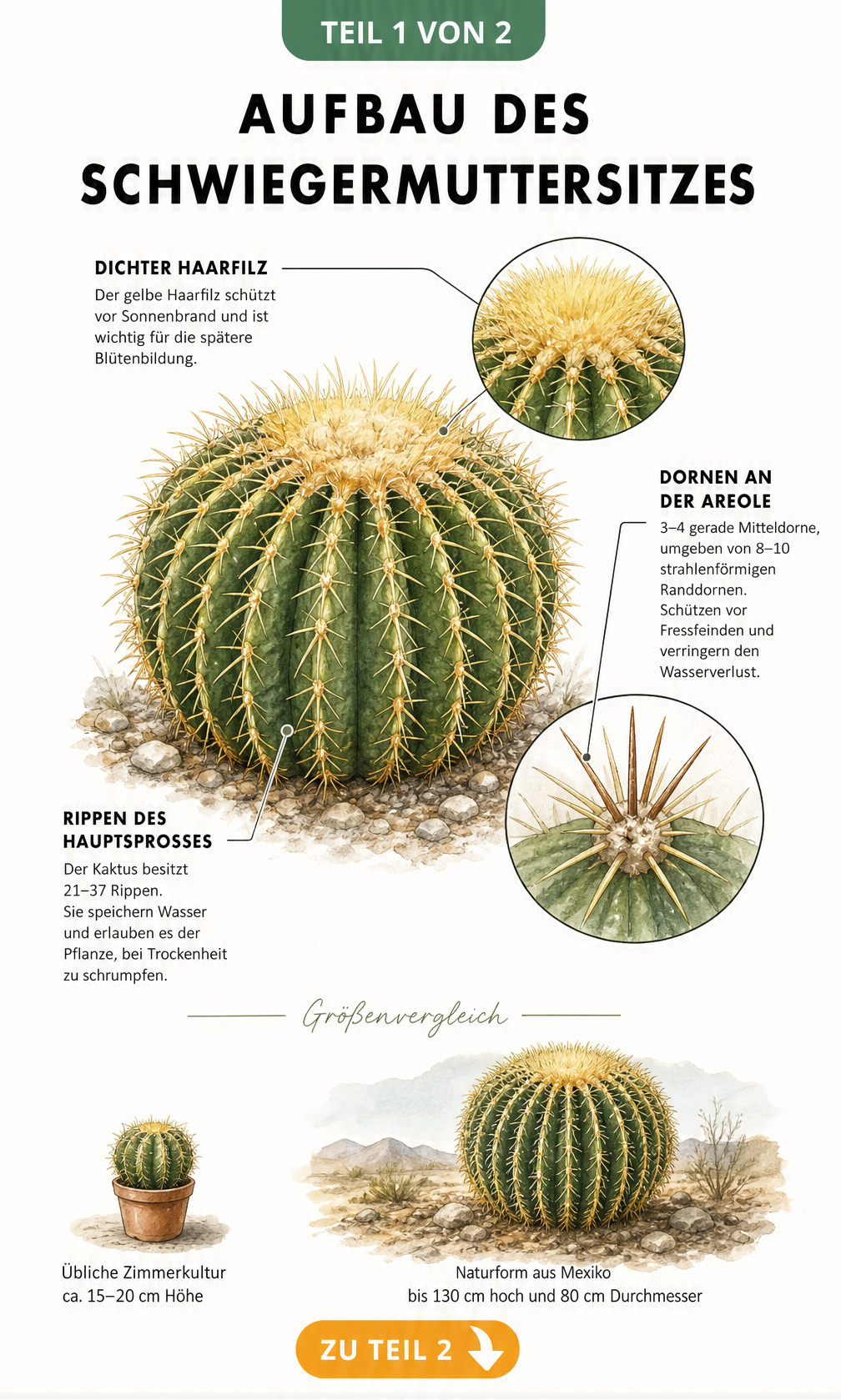 Botanische Illustration des Schwiegermuttersitzes mit Details zu Haarfilz, Dornen und Rippenstruktur