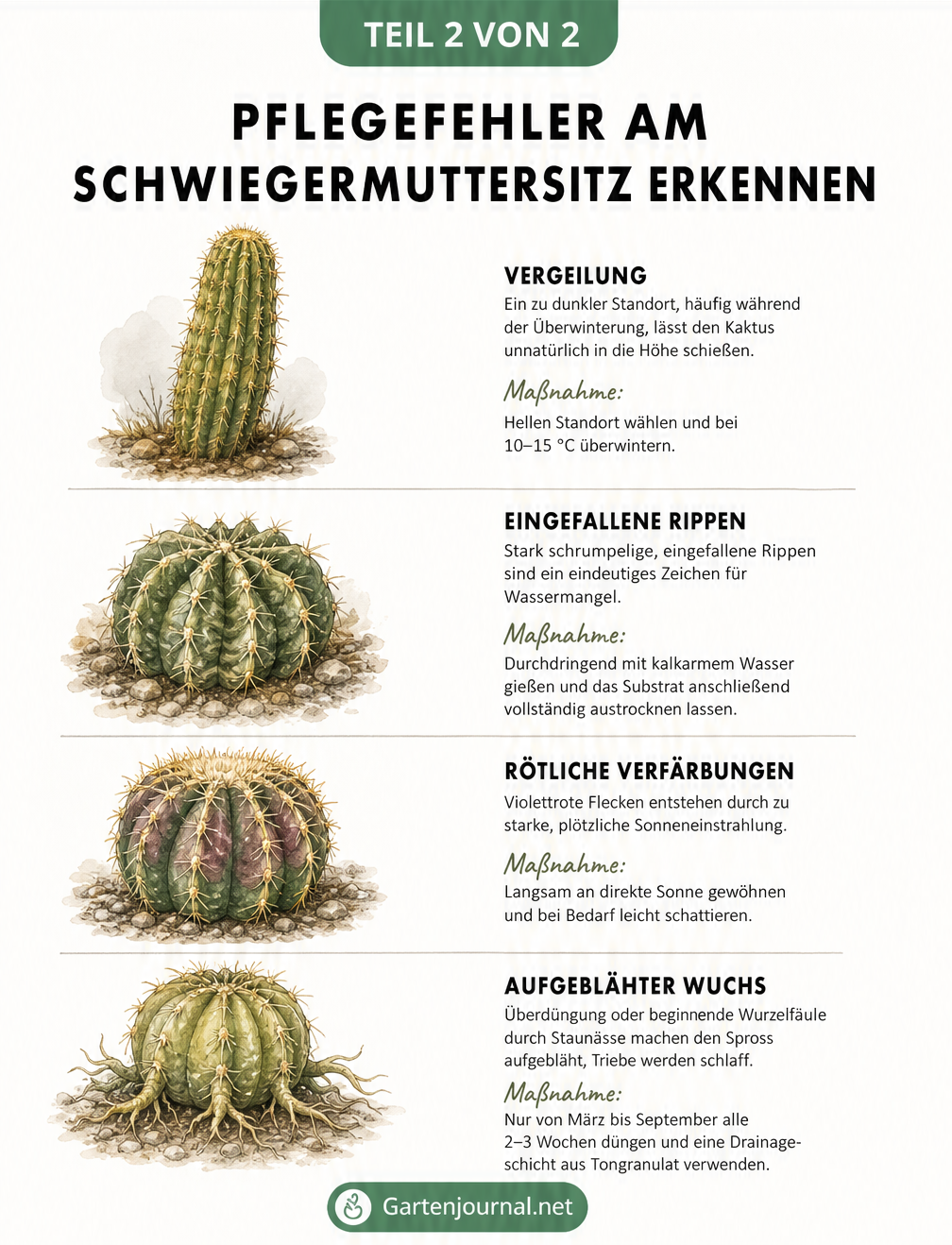 Illustration von vier Pflegefehlern am Schwiegermuttersitz: Säulenwuchs, schrumpelige Rippen, Verfärbungen und Fäulnis