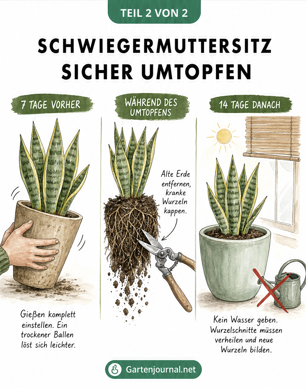 Illustration des zeitlichen Ablaufs beim Umtopfen eines Schwiegermuttersitzes mit Trockenphasen