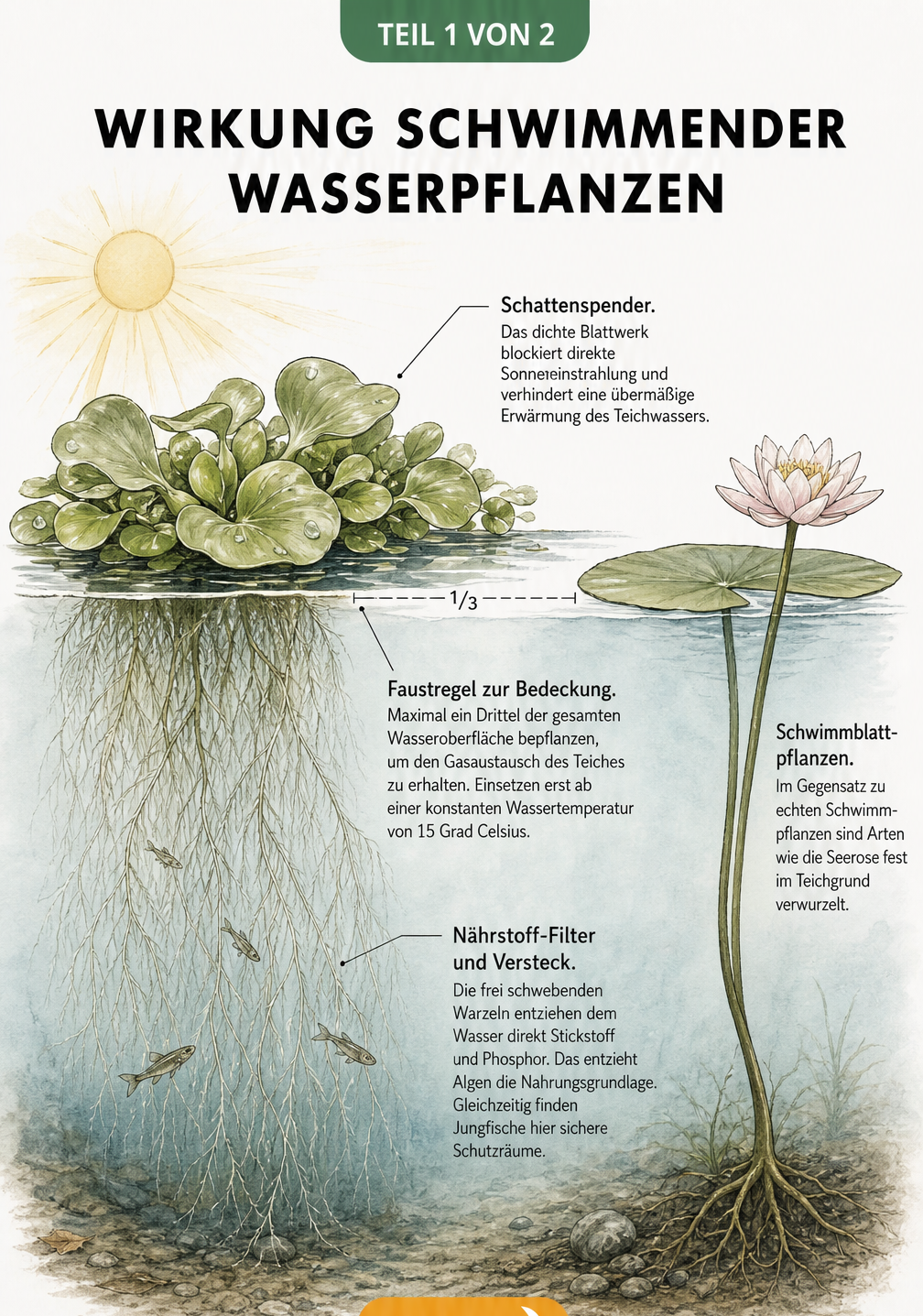 Querschnitt eines Gartenteichs mit Schwimmpflanzen, die Schatten spenden und Nährstoffe filtern, im Vergleich zu einer Seerose.