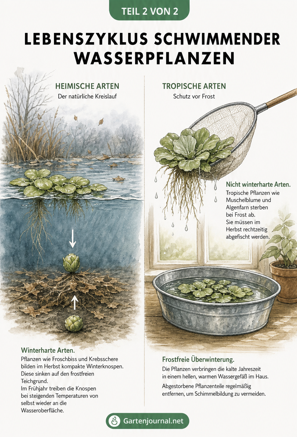 Vergleich des Lebenszyklus von heimischen und tropischen Schwimmpflanzen im Herbst und Winter.