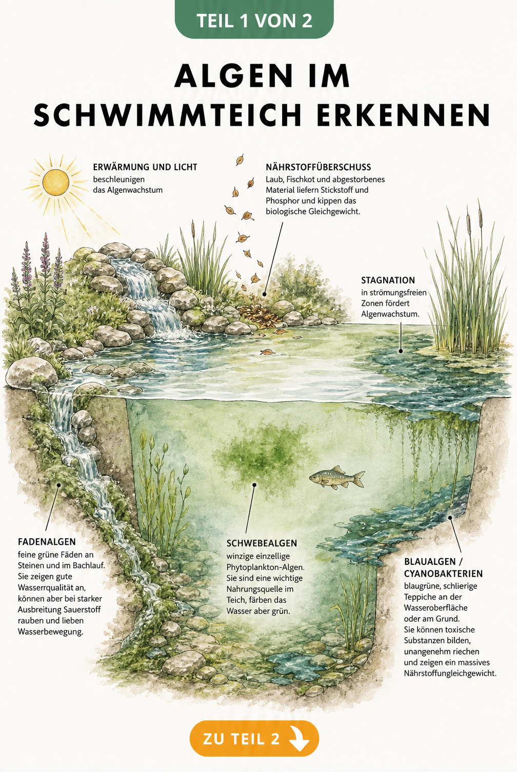 Querschnitt-Illustration eines Schwimmteichs mit verschiedenen Algenarten wie Schwebealgen, Fadenalgen und Blaualgen sowie deren Ursachen