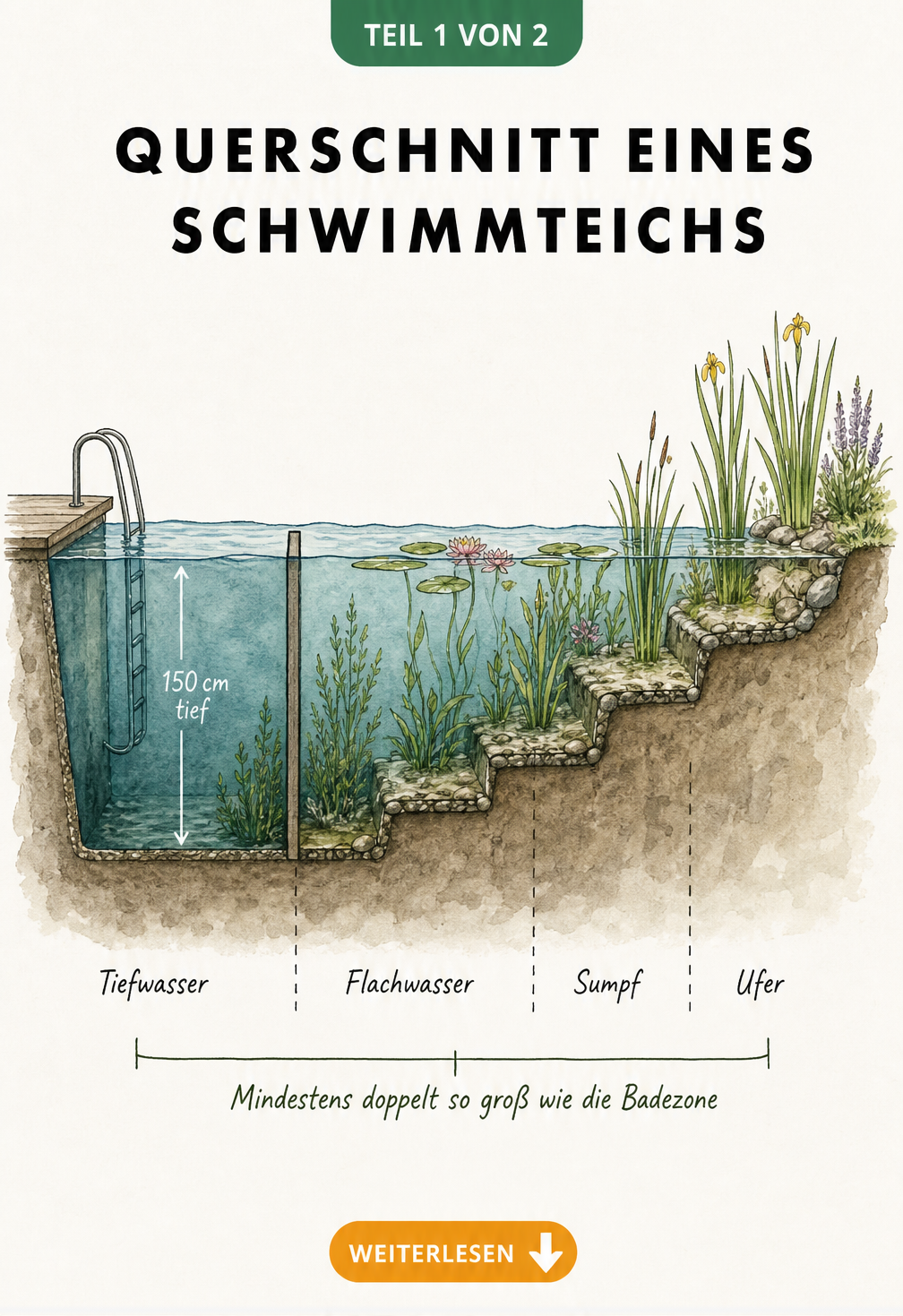 Querschnitt eines Schwimmteichs mit Badezone und bepflanzter Randzone