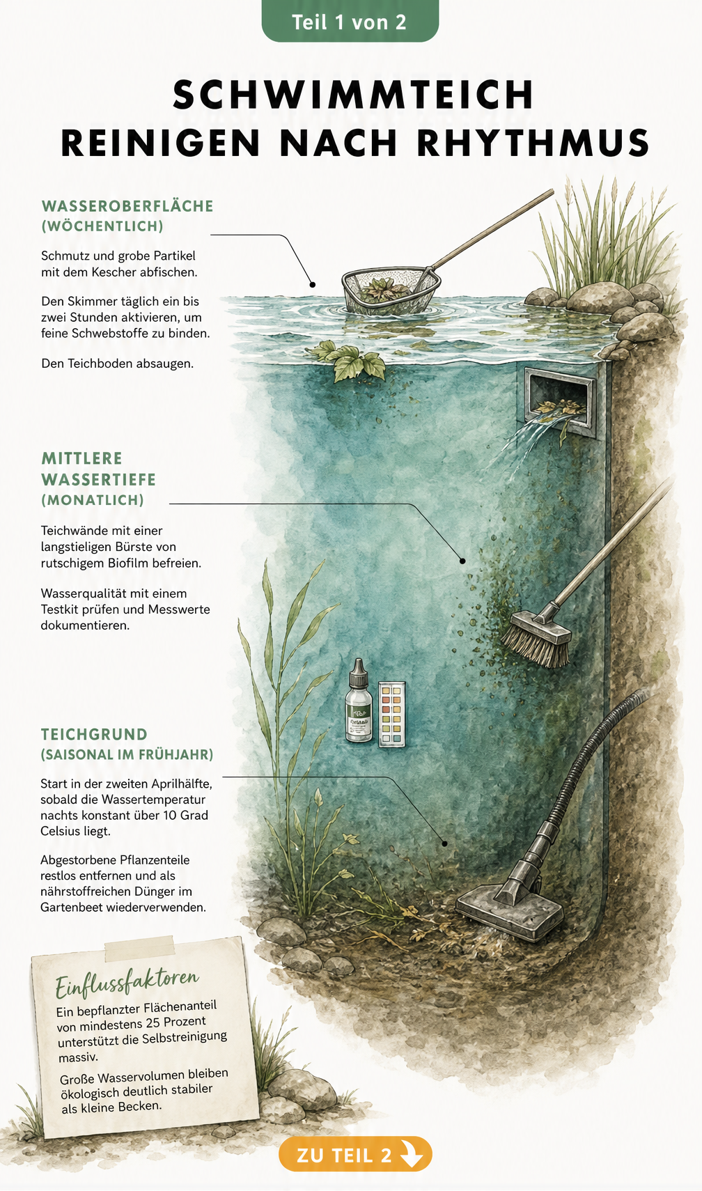Aquarell-Illustration der verschiedenen Wassertiefen eines Schwimmteichs mit Pflegeaufgaben nach Rhythmus