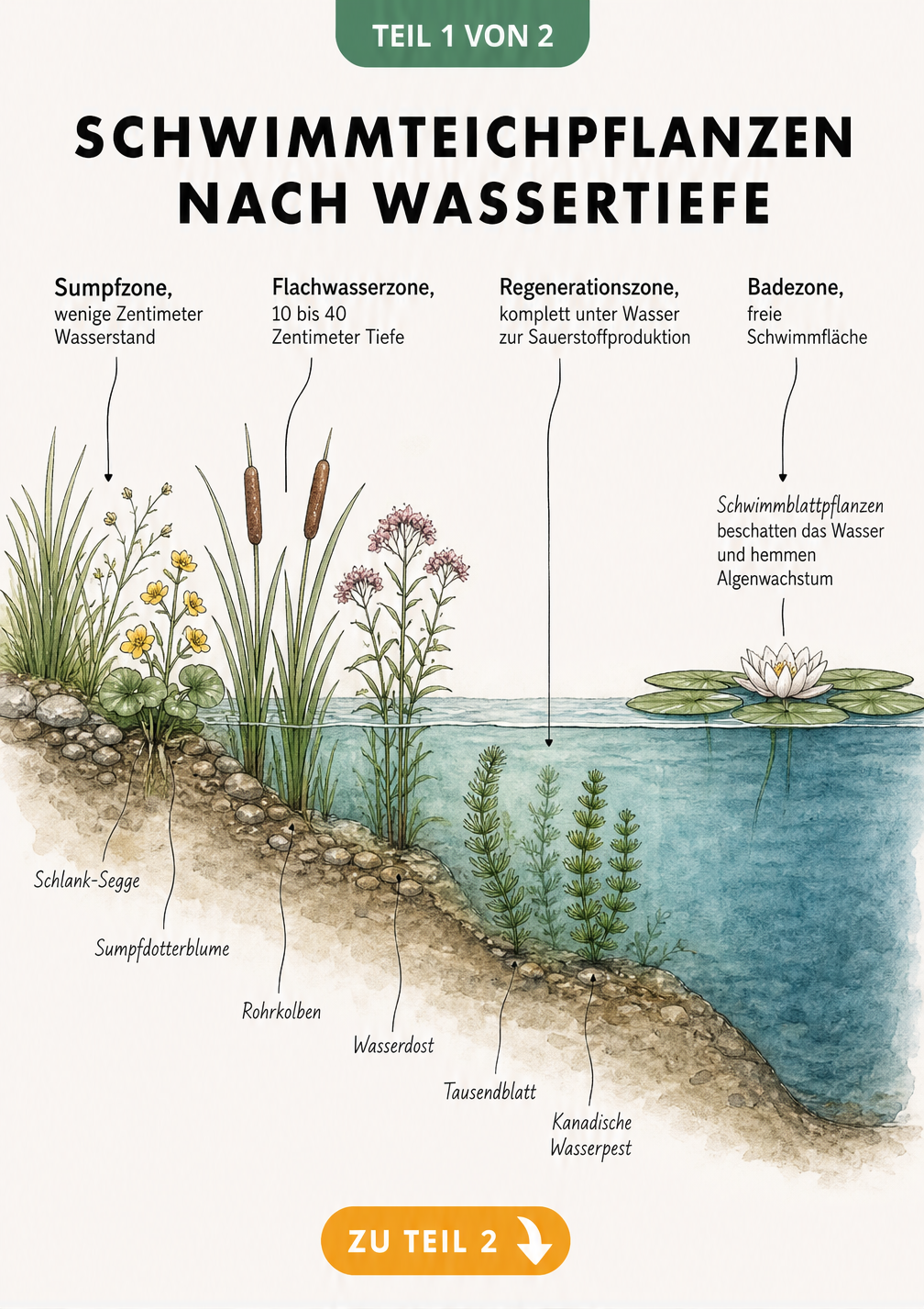 Querschnitt eines Schwimmteichs mit Sumpfzone, Flachwasserzone, Regenerationszone und Badezone sowie passenden Pflanzen