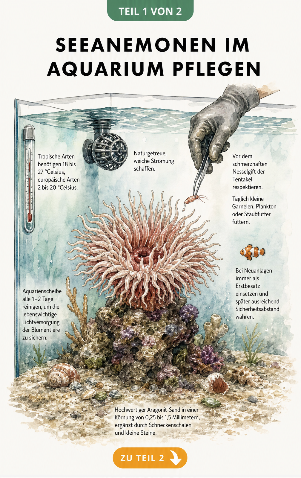 Querschnitt eines Meerwasser-Aquariums mit einer Seeanemone, Temperaturvorgaben, Bodengrund, Strömungspumpe und Fütterungshinweisen