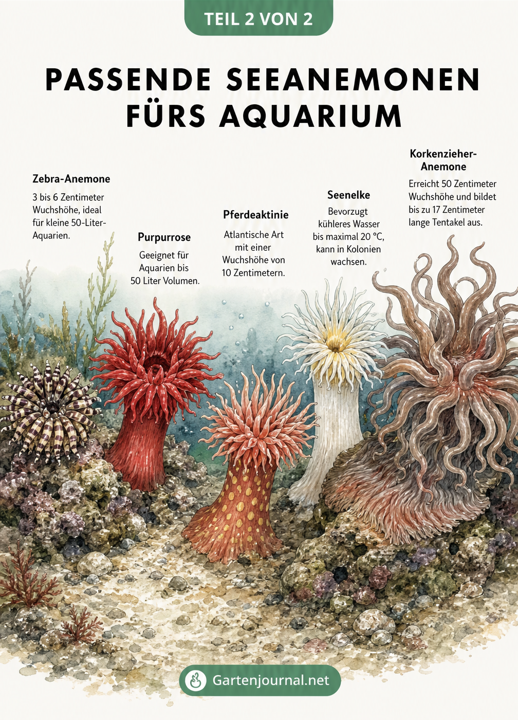 Fünf verschiedene Seeanemonen-Arten im Vergleich auf dem Meeresboden, darunter Zebra-Anemone, Purpurrose, Pferdeaktinie, Seenelke und Korkenzieher-Anemone