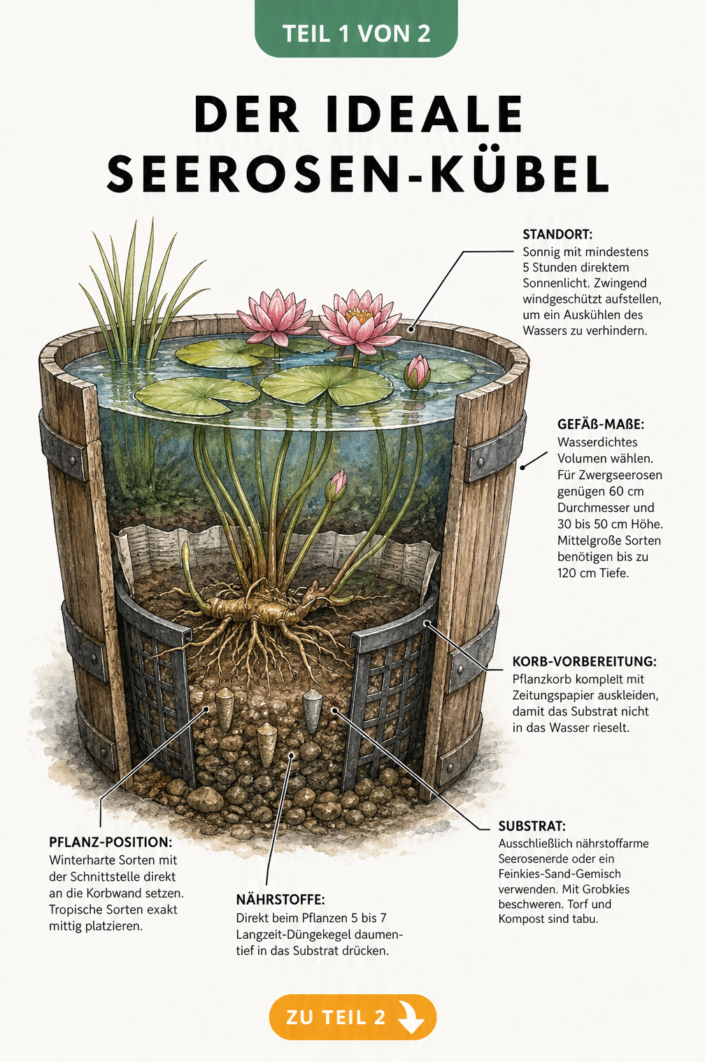 Querschnitt eines bepflanzten Holzfasses mit einer Seerose, Pflanzkorb, Substrat und Wasserstand