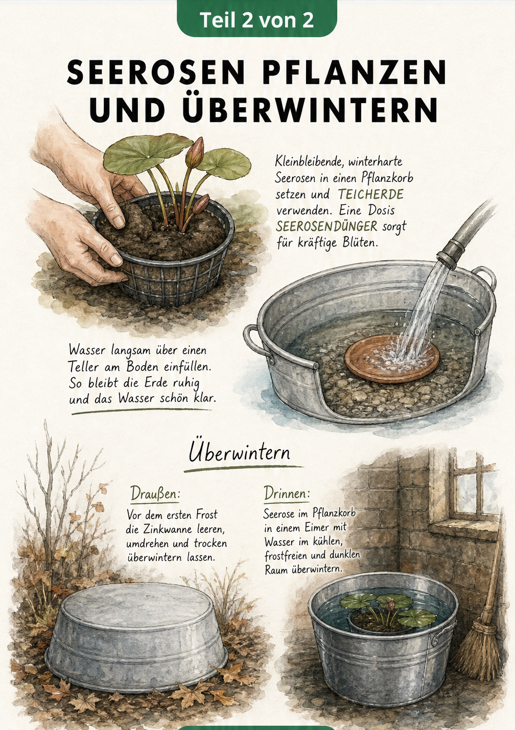 Illustration zum Pflanzen einer winterharten Seerose im Pflanzkorb und zur Überwinterung im Keller