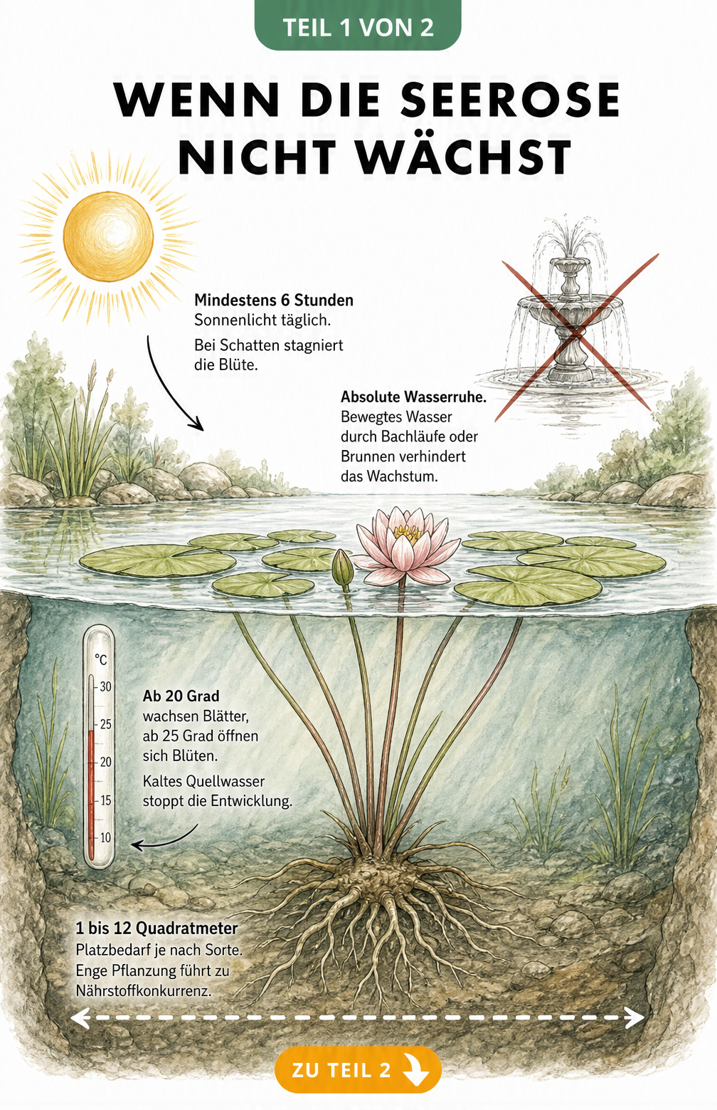 Illustration eines Gartenteichs im Querschnitt, die ideale Bedingungen für Seerosen wie Sonnenlicht, Wassertemperatur und Platzbedarf zeigt.