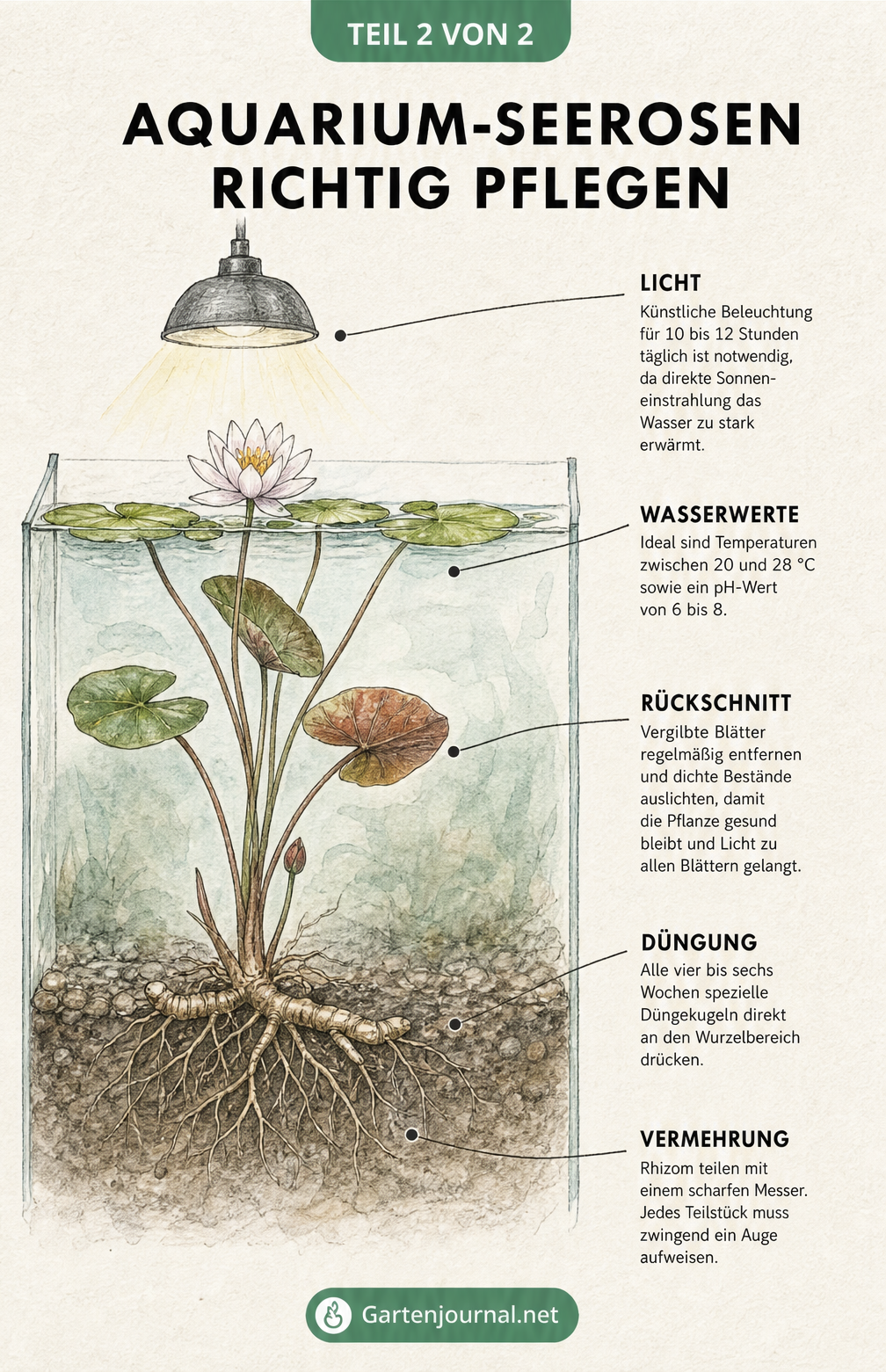 Skizze eines Aquariums mit Hinweisen zur Pflege von Seerosen, inklusive Beleuchtung, Wassertemperatur, Rückschnitt und Düngung.