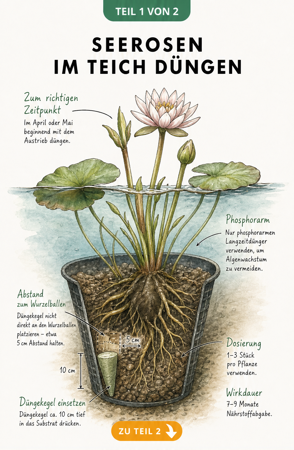 Illustration eines Pflanzkorbs mit Seerose im Teichwasser, die den Einsatz von Düngekegeln im Frühjahr zeigt