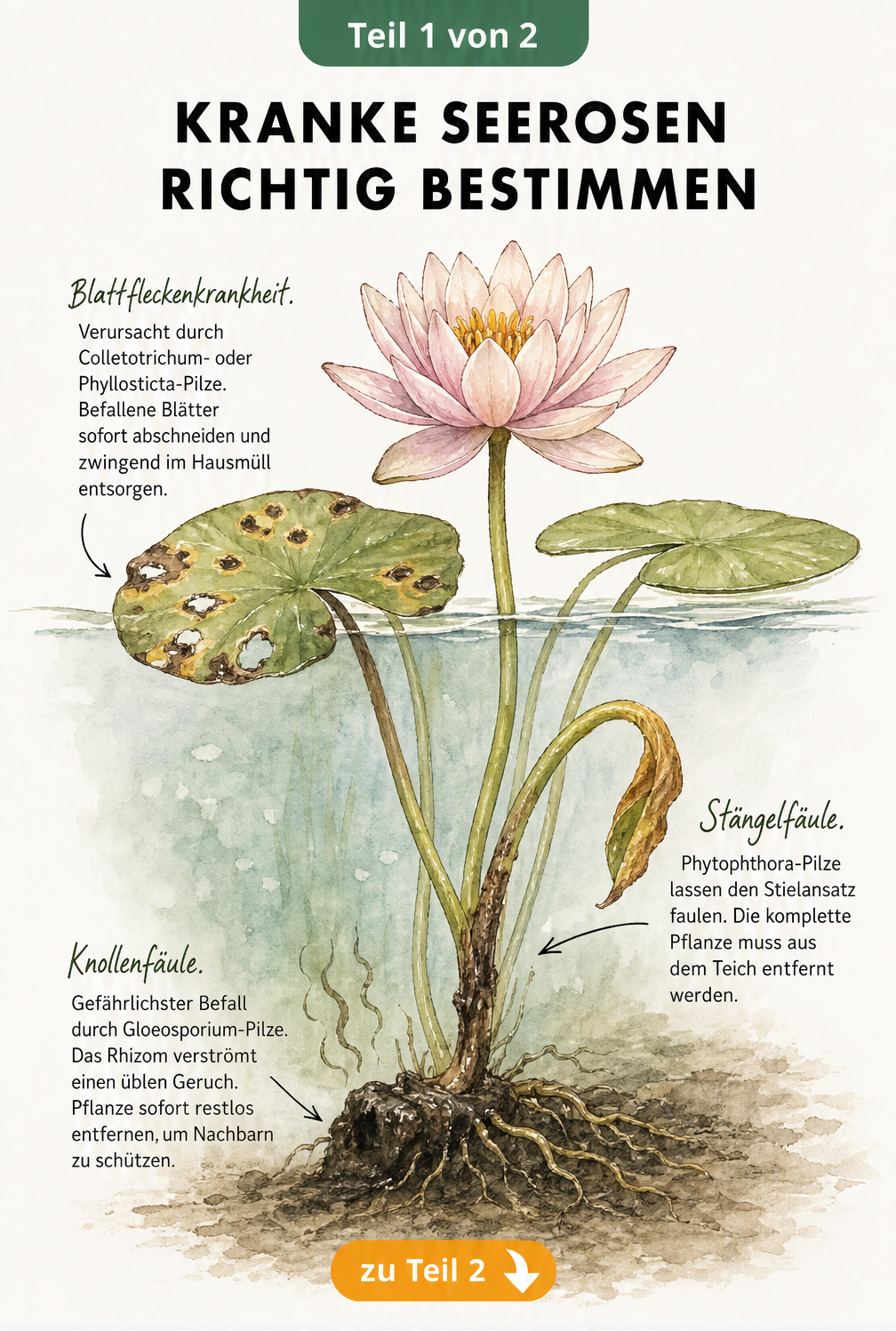 Botanische Illustration einer Seerose mit Schadbildern von Blattfleckenkrankheit, Stängelfäule und Knollenfäule