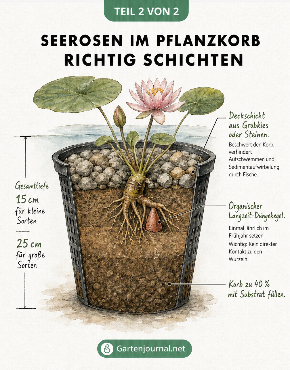 Querschnitt durch einen bepflanzten Seerosenkorb, der die Schichtung von Substrat, Düngekegel und Kies-Deckschicht zeigt.