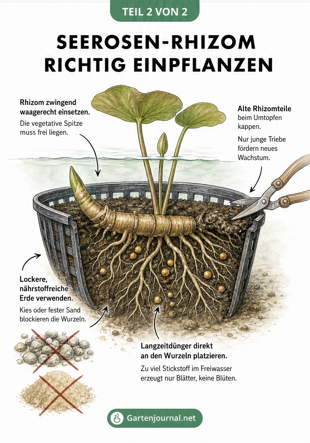 Detaillierte Zeichnung eines Seerosen-Pflanzkorbs unter Wasser, die das waagerechte Einpflanzen des Rhizoms und die richtige Düngung zeigt.