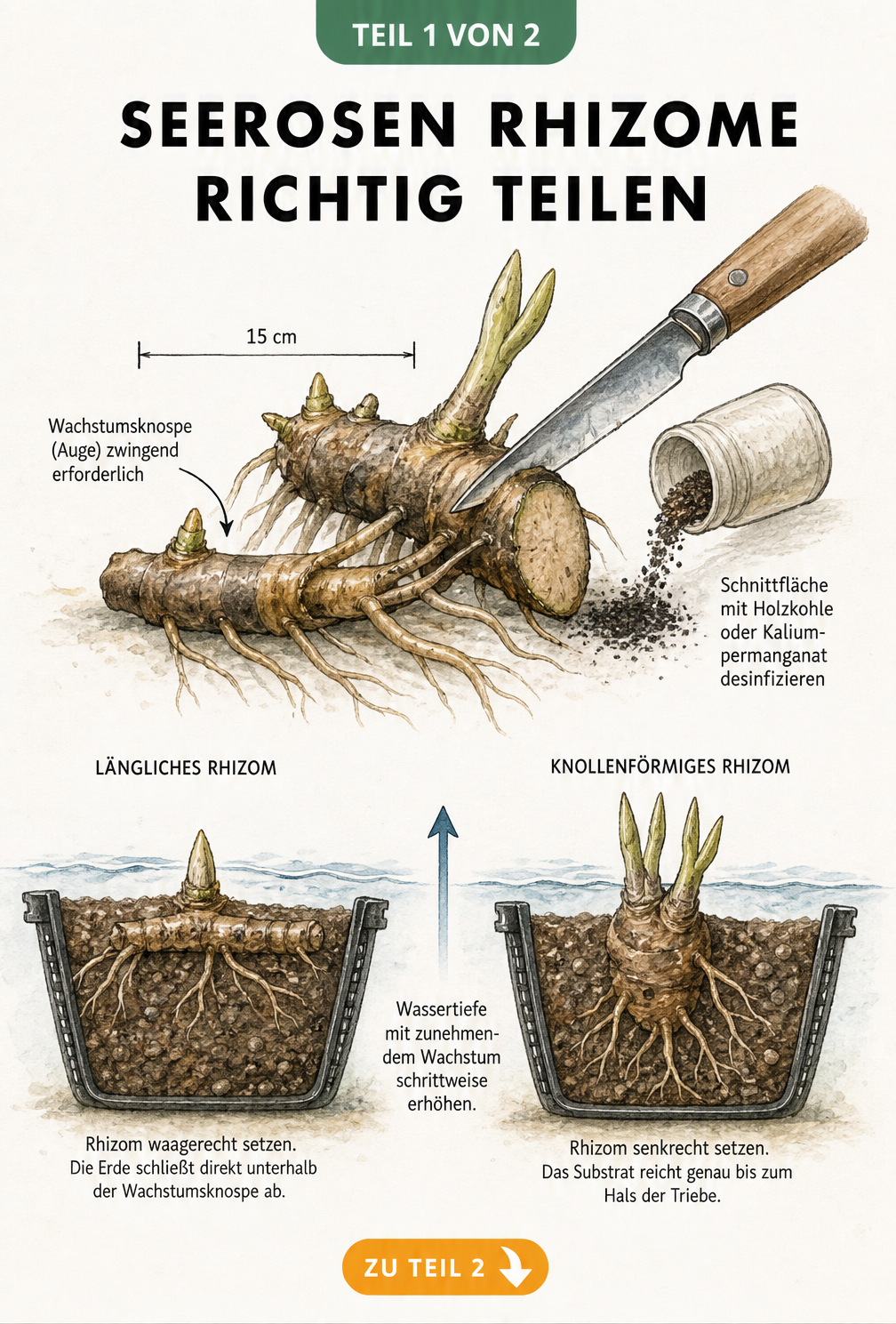 Illustration eines Seerosen-Rhizoms, das mit einem Gärtnermesser geteilt wird, inklusive Markierung der Wachstumsknospe und Desinfektion der Schnittfläche.