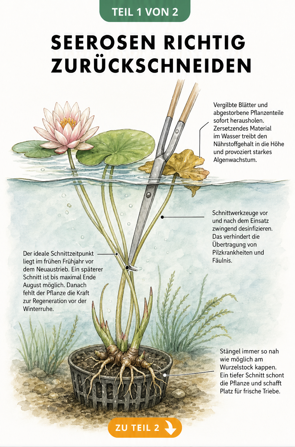 Querschnitt eines Teichs mit einer Seerose, die mit einer Teichschere unter Wasser zurückgeschnitten wird.