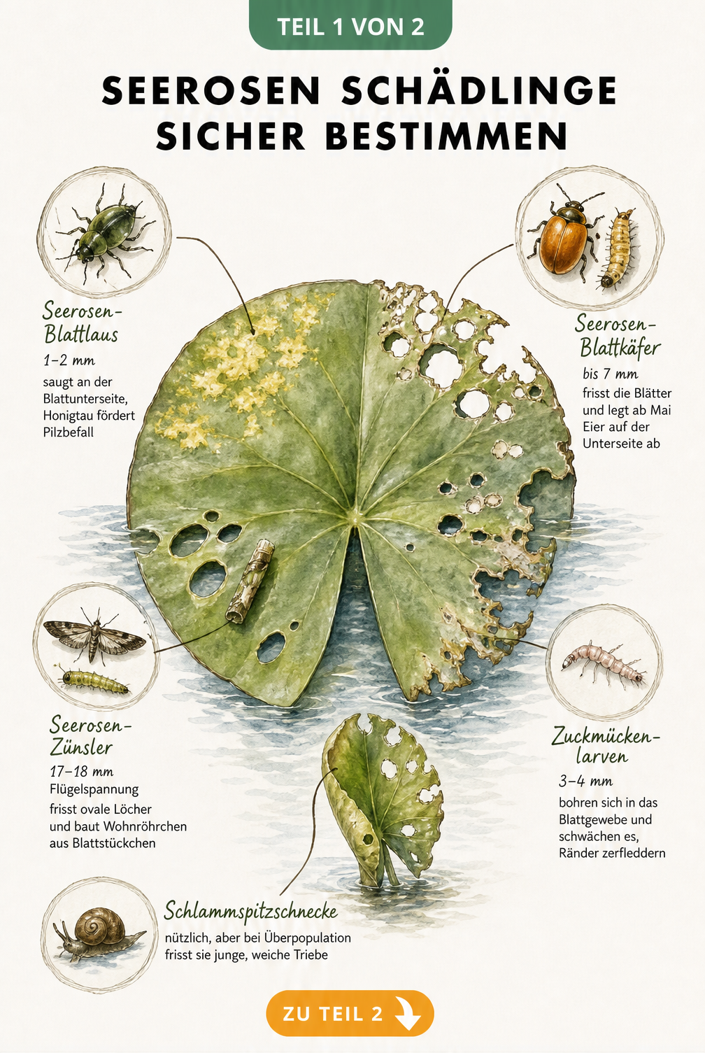 Illustration eines Seerosenblattes mit Schadbildern von Blattläusen, Blattkäfern, Zünslern, Zuckmückenlarven und Schlammspitzschnecken