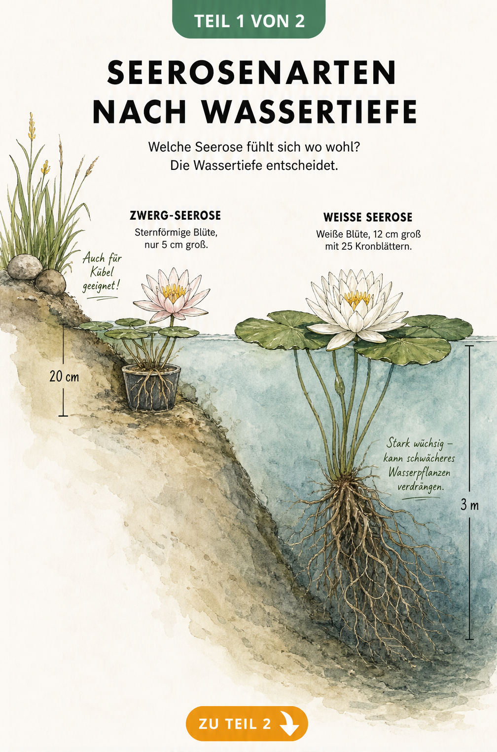 Illustration eines Teichquerschnitts mit Zwerg-Seerose im flachen Wasser und Weißer Seerose im tiefen Wasser
