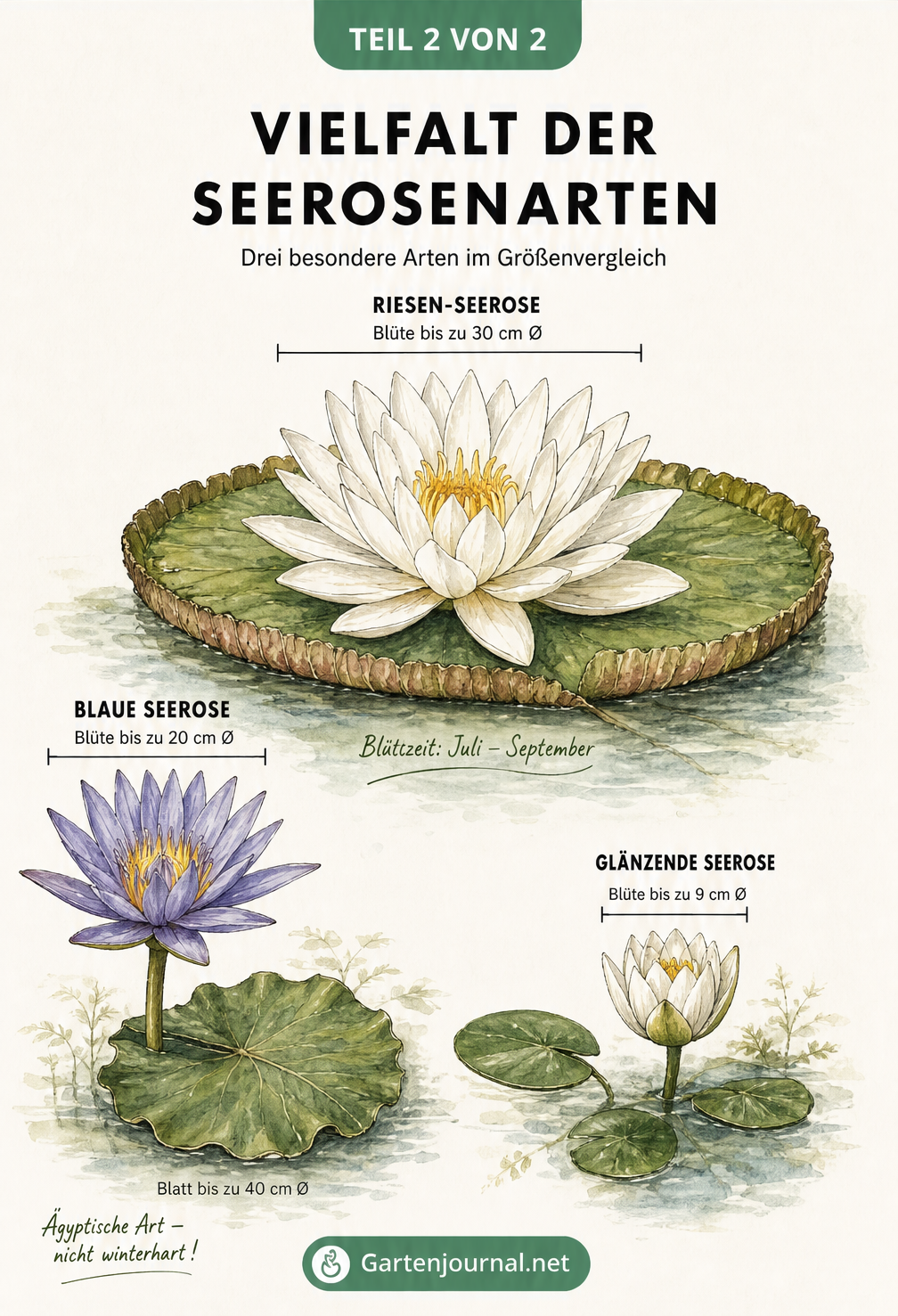 Botanische Illustration von Riesen-Seerose, Blauer Seerose und Glänzender Seerose im Größenvergleich