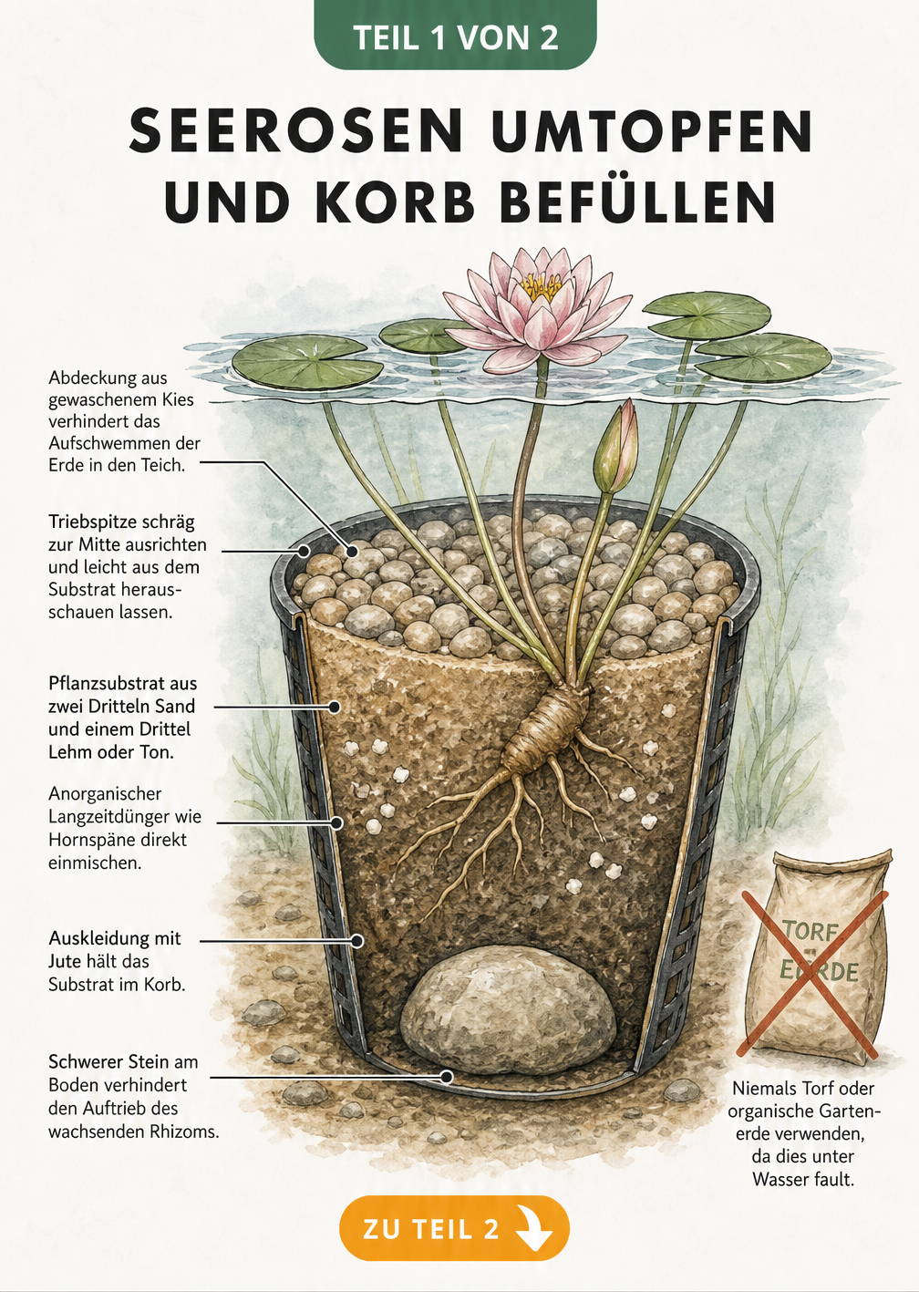 Querschnitt eines bepflanzten Seerosenkorbes unter Wasser mit Schichten aus Stein, Jute, Sand-Lehm-Gemisch und Kies