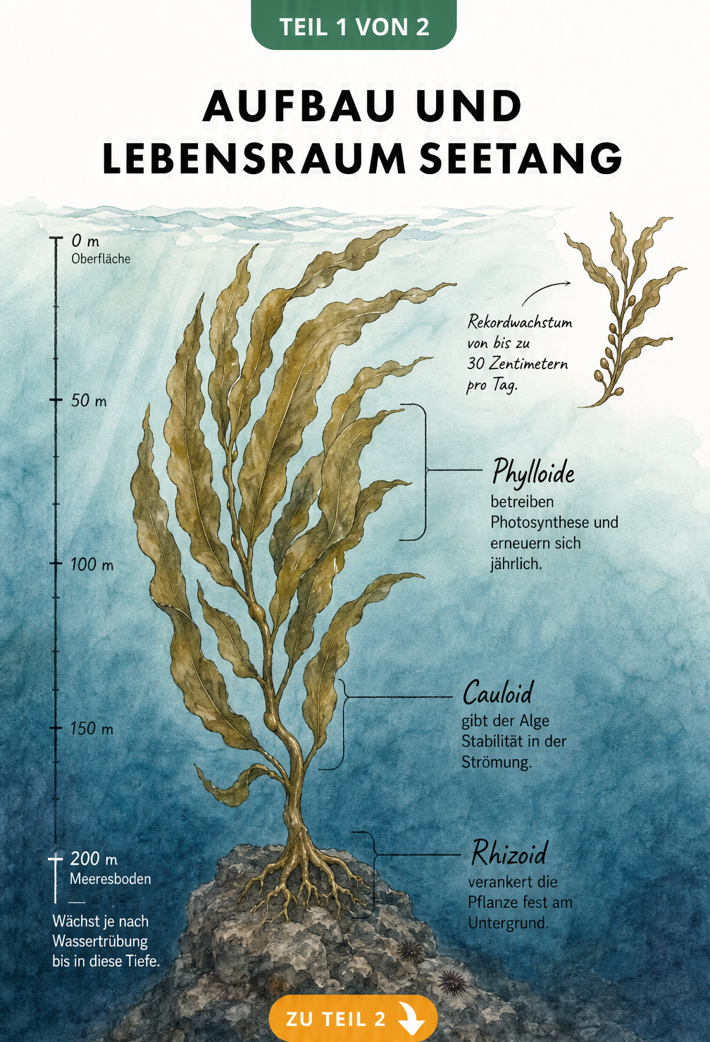 Botanische Illustration einer Braunalge im Meer mit Tiefenskala und Beschriftung von Rhizoid, Cauloid und Phylloiden