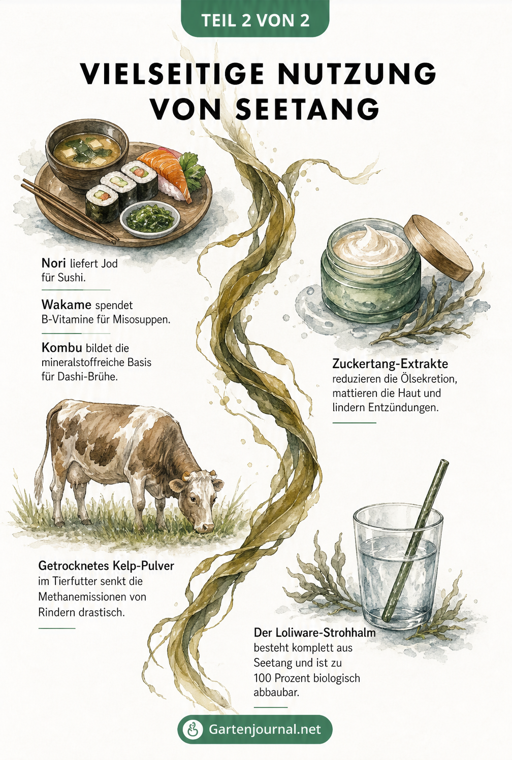 Aquarell-Illustration zur Nutzung von Seetang in Sushi, Kosmetik, Tierfutter und als biologisch abbaubarer Strohhalm