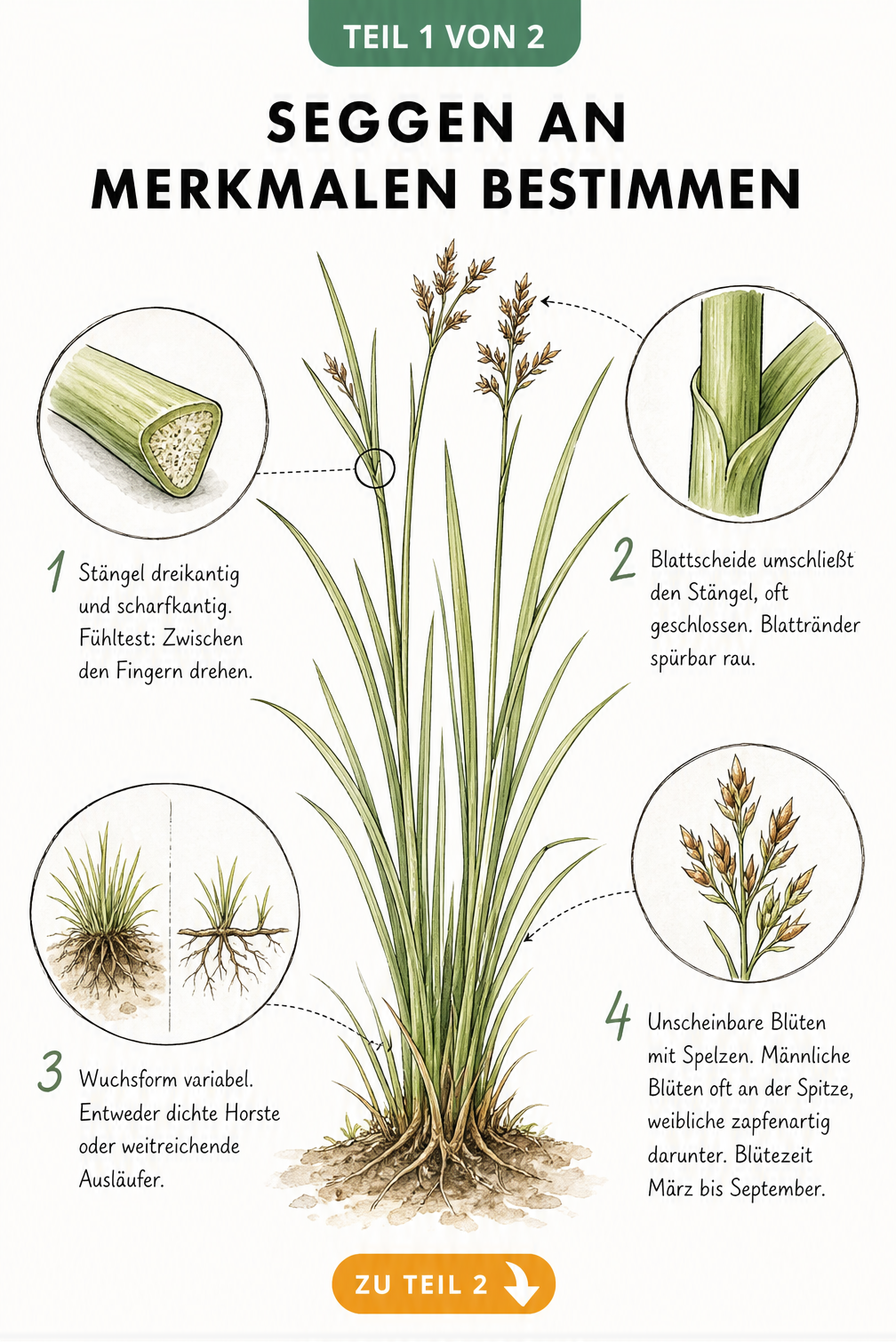 Botanische Illustration einer Segge mit Lupen-Vergrößerungen von Stängel, Blattscheide, Wurzel und Blüte zur Bestimmung