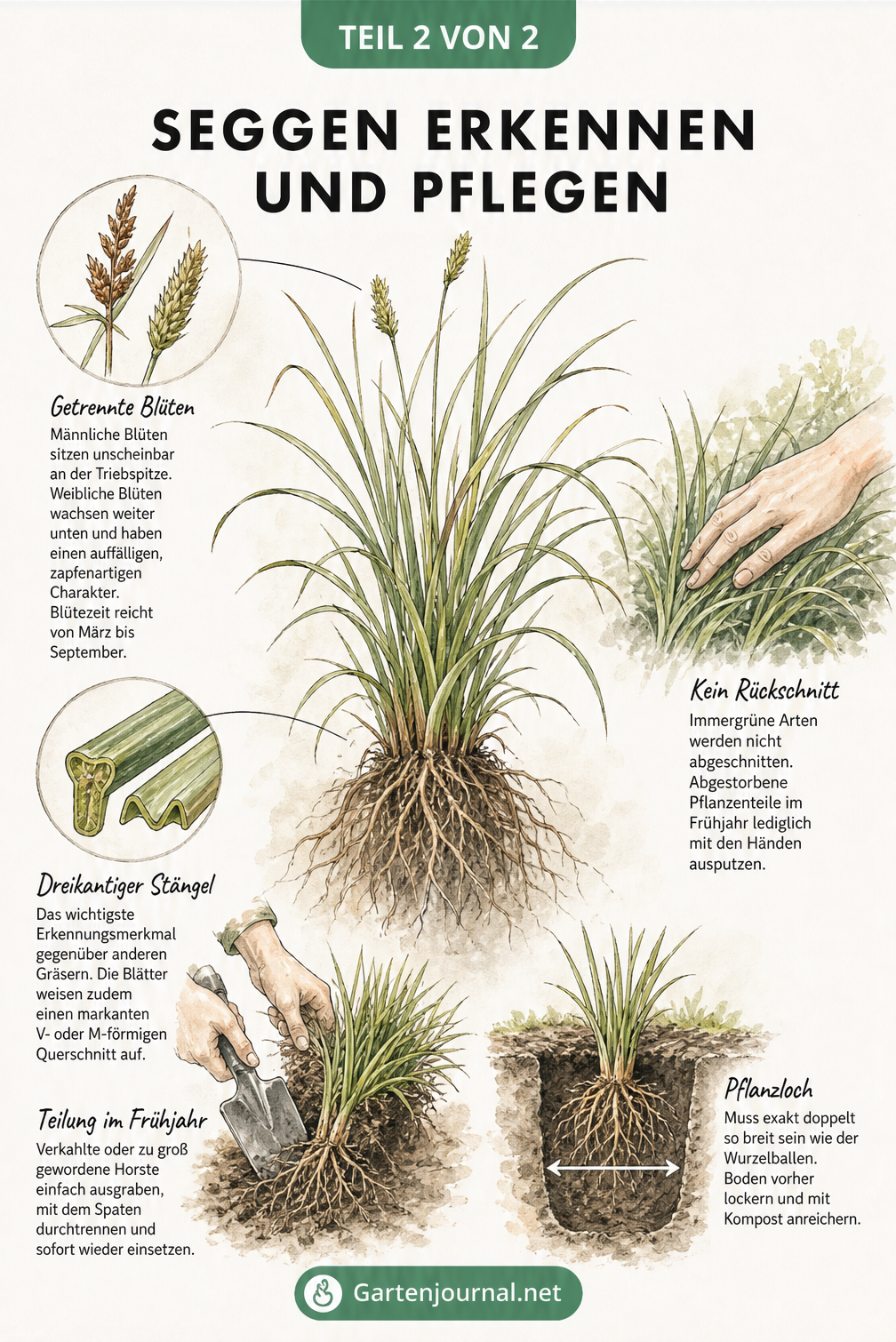 Botanische Illustration einer Segge mit Details zu Blüten, dreikantigem Stängel und Pflegehinweisen