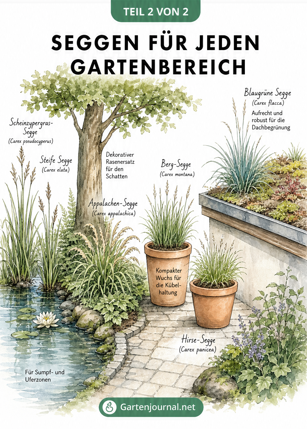 Aquarell-Querschnitt eines Gartens mit Seggenarten in Wasserzone, Schatten, Kübel und auf dem Gründach