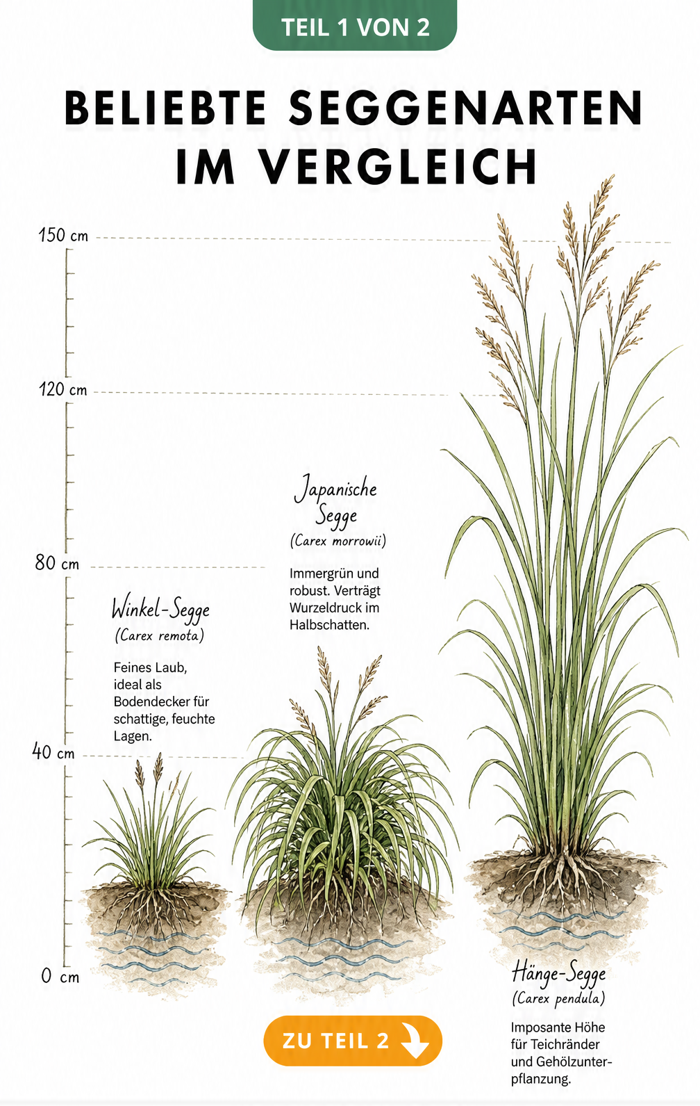 Botanische Illustrationen von Winkel-Segge, Japanischer Segge und Hänge-Segge mit Messlatte zum Größenvergleich