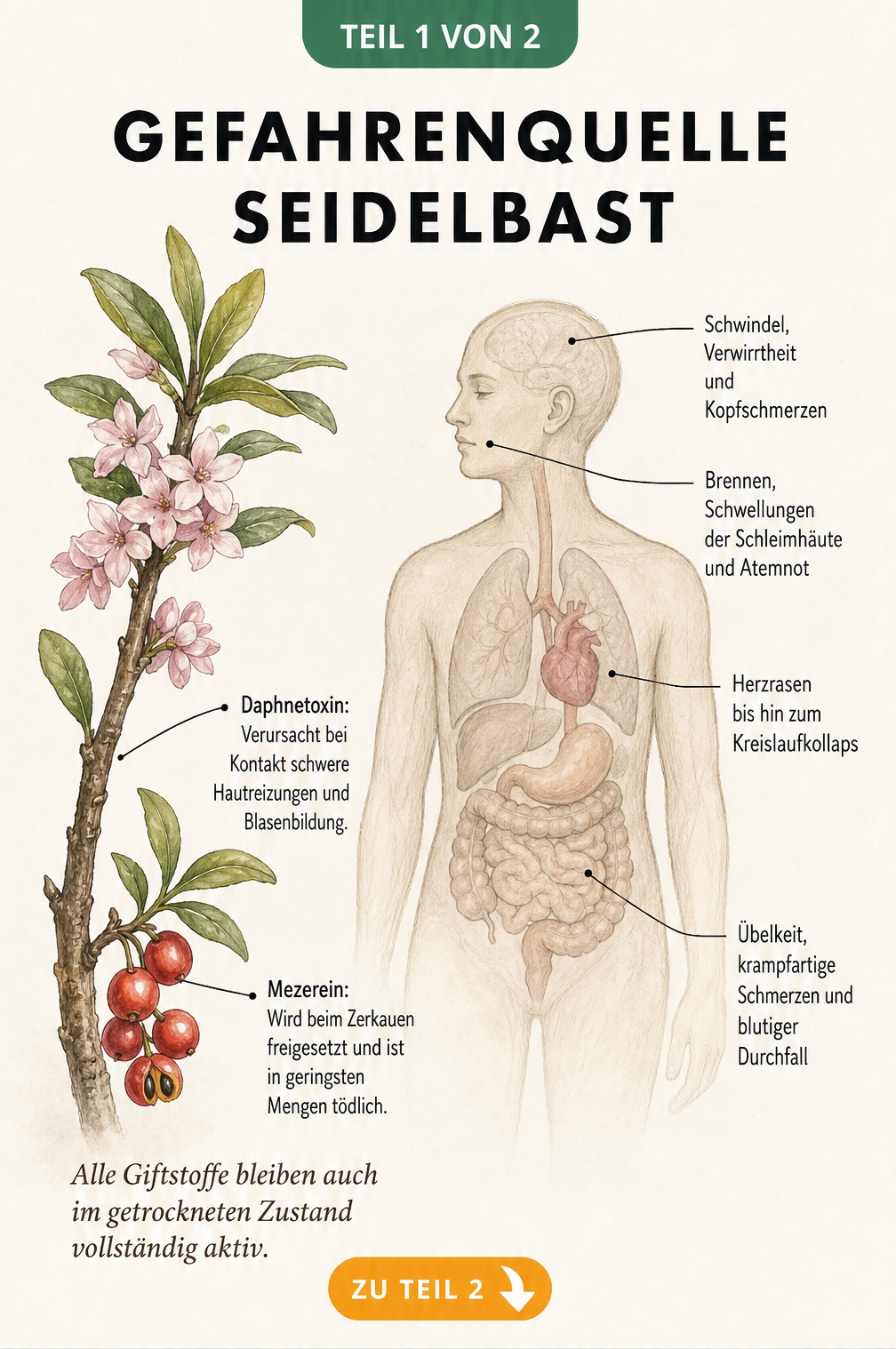 Botanische Illustration des Seidelbasts mit Hinweisen auf die Giftstoffe Daphnetoxin in der Rinde und Mezerein in den Beeren sowie einer anatomischen...