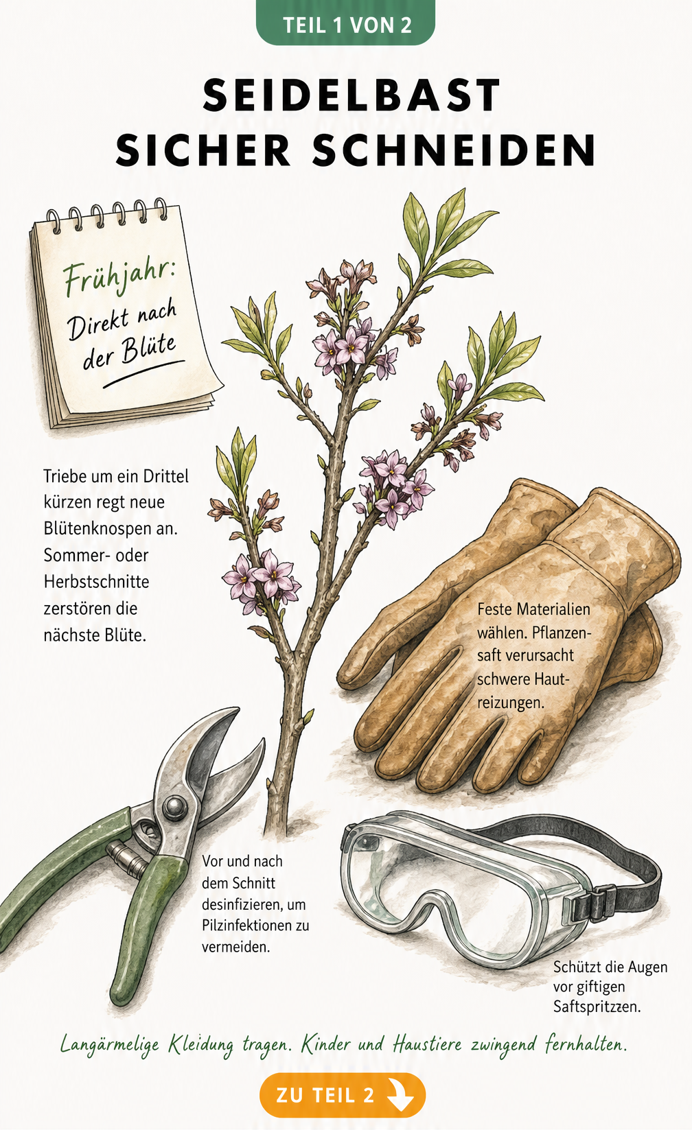 Botanische Illustration eines Seidelbast-Zweigs mit Hinweisen zum richtigen Schnittzeitpunkt und notwendigen Schutzmaßnahmen wie Handschuhen und Schutzbrille.