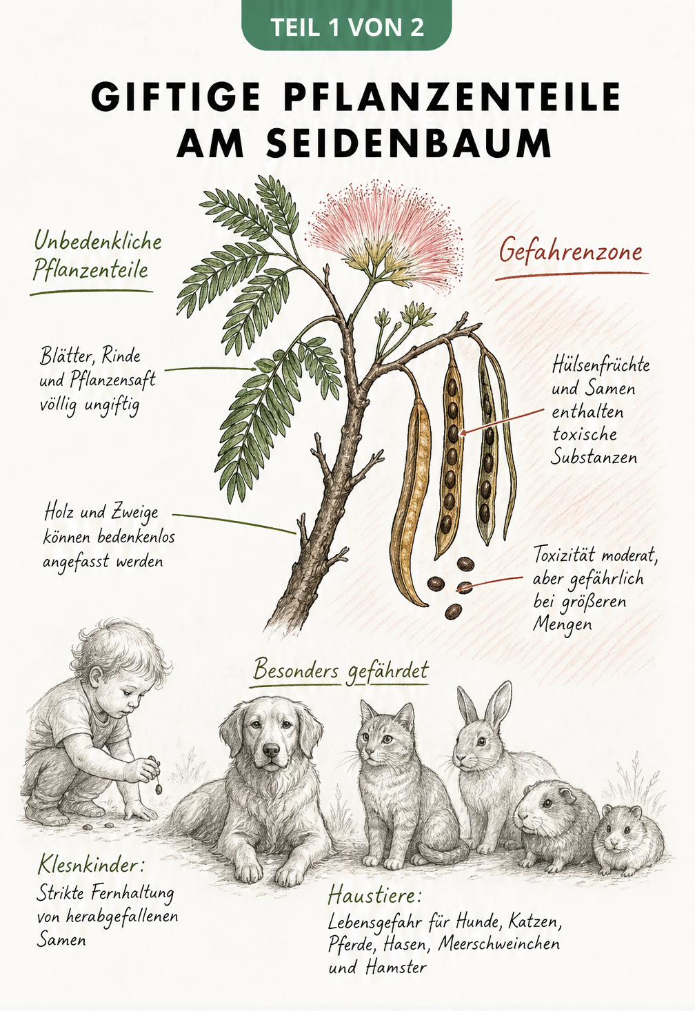 Illustration eines Seidenbaum-Zweiges mit Markierung der giftigen und ungiftigen Pflanzenteile