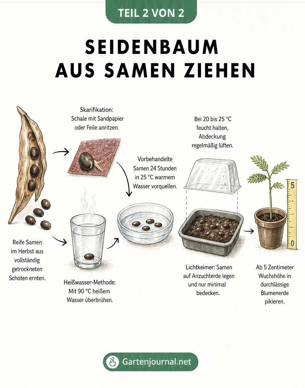 Illustration zur Aussaat von Seidenbaum-Samen: Samen ernten, durch Skarifikation oder Heißwasser vorbehandeln, vorquellen und als Lichtkeimer aussäen.