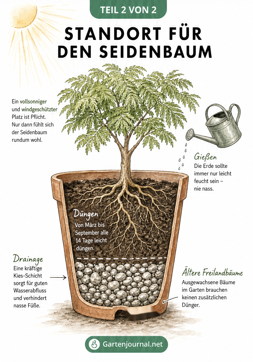 Querschnitt-Zeichnung eines Seidenbaums im Kübel mit Drainageschicht, Gießkanne und Hinweisen zu Standort und Düngung