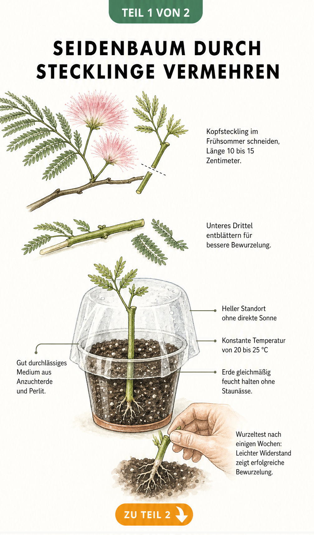 Illustration zur Vermehrung des Seidenbaums durch Stecklinge: Kopfsteckling schneiden, entblättern und in Anzuchterde mit Perlit unter Folie bewurzeln.