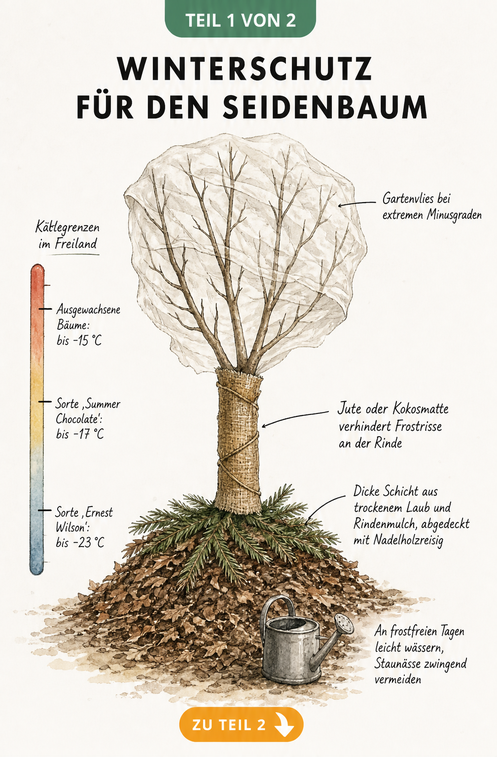Illustration eines Seidenbaums im Freiland mit Winterschutzmaßnahmen wie Gartenvlies, Jute und Rindenmulch