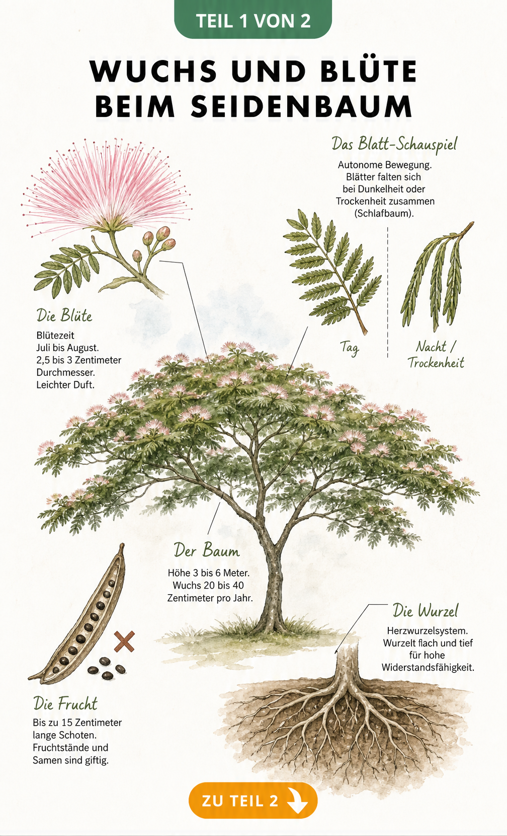 Botanische Zeichnung eines Seidenbaums mit Details zu Blüte, Blättern, Frucht und Wurzeln