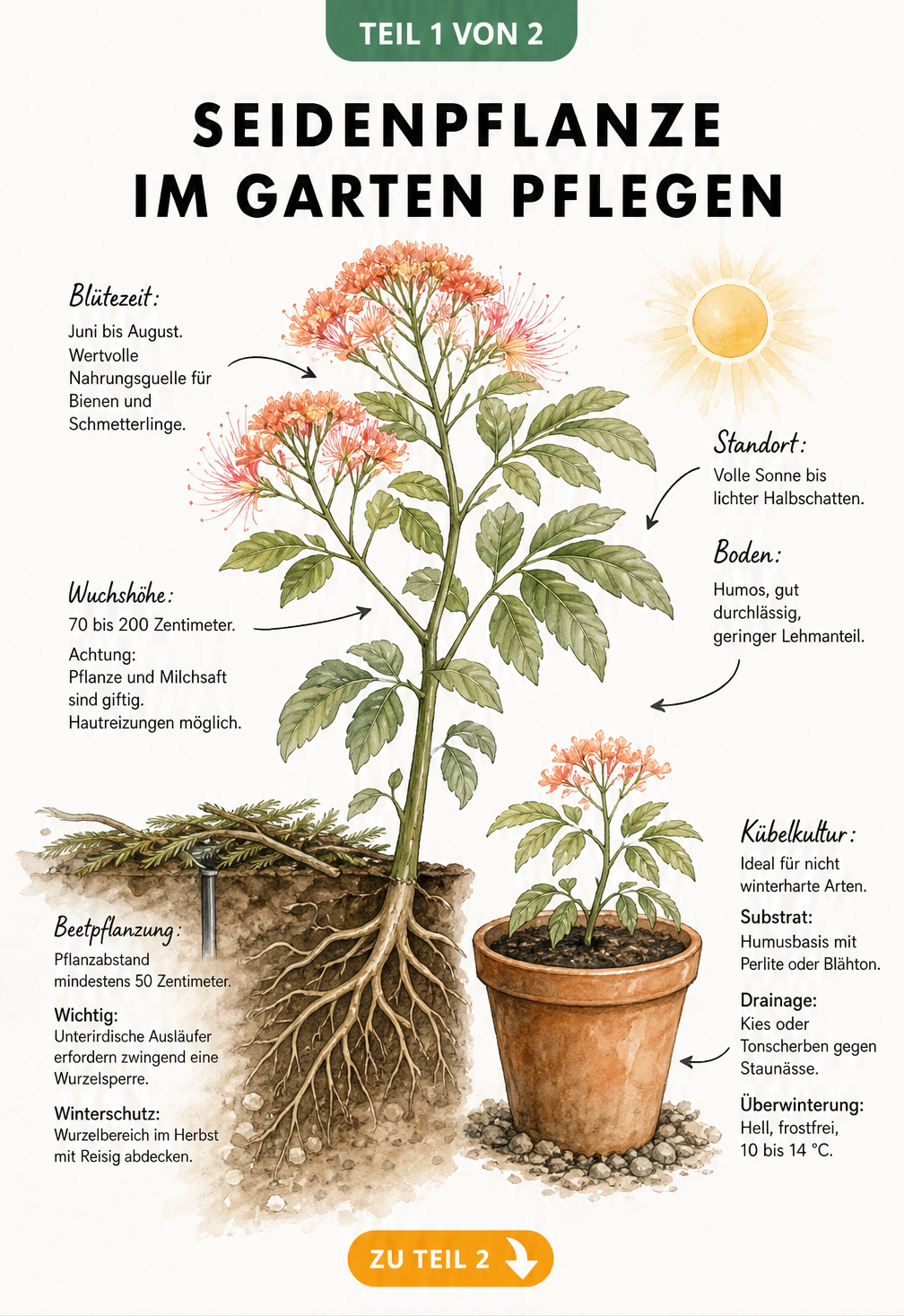 Botanische Illustration einer Seidenpflanze mit Wurzelwerk, Blüten und Pflegehinweisen zu Standort und Boden